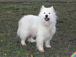 Ask questions and learn about samoyeds at nextdaypets.com. Home Northwest Samoyed Rescue