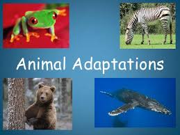 Animal Adaptations Introduction Animal Adaptations Animal Adaptations Activities Animal Science