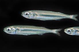 Image result for Argyrolobium fischeri