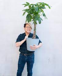 The real money tree /s. Buy Large Potted Money Tree Indoor Plant Bloomscape