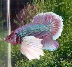 Thai Import Male Dumbo Ears Halfmoon Plakat Betta Fish Read Item Description Betta Fish Betta Betta Fish Tank