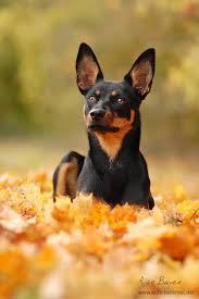 (australian home h builder, june 1924) below: 70 Australian Kelpies Ideas Australian Kelpie Dogs Working Dogs