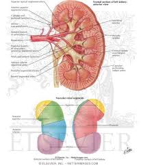 The waste and water are excreted as urine. Atlas Of Human Anatomy 1st Edition