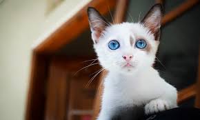 Felines with white fur look angelic, even if they don't always act like it. White Cat Names 75 Awesome Names For Your White Cat