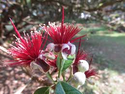 Image result for Myrtaceae