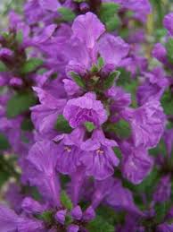 Image result for Tristachya superba