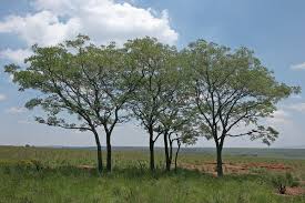 Image result for Burkea africana