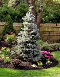 Dig a hole as deep as the root ball and twice the diameter of either the pot it came in or the root ball (if wrapped in burlap). Evergreens Basics Landscpaing Co Inc Evergreen Trees Landscaping Evergreen Landscape Front Yard Tree Landscaping