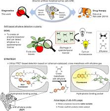 All coupons for 9 function metal detector with arm rest: An Artificial Metalloenzyme Biosensor Can Detect Ethylene Gas In Fruits And Arabidopsis Leaves Nature Communications
