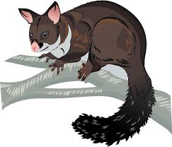 Brushtail Possum Clipart Free Download Transparent Png Creazilla Possum stock vectors, clipart and illustrations. brushtail possum clipart free download