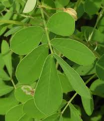 Image result for Senna obtusifolia