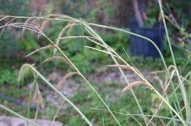 It also grows quickly, so that same lateral growth makes the turf resistant to wear and able to quickly repair itself. Carex Spissa San Diego Sedge