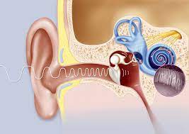 Eustachian Tube: Anatomy, Location, And Function
