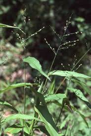 Image result for Microstegium fasciculatum