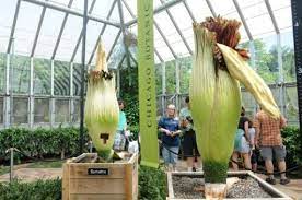 Corpse Flower Bloom 2019 Best Flower Wallpaper