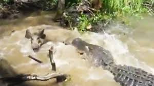 Anda harus lebih berwaspada akan kemungkinan datangnya masalah. Para Turis Pikat Babi Ke Mulut Buaya Gede Untuk Bersenang Senang Tribun Lampung