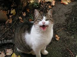 Blackie was a street cat that roamed in as a kitten and has been a very loving cat ever since. Black And White Tabby Cat Free Image Peakpx