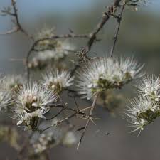 Image result for Combretum mkuzense