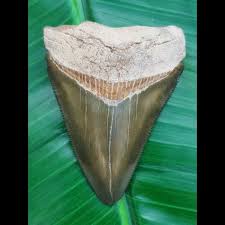 Dabei darf man sich von der größe einer heute handelsüblichen makrele nicht irritieren lassen: 7 1 Cm Beindruckender Gruener Megalodon Zahn Aus Peru