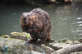 An archive of our own, a project of the organization for transformative works. It S Just Not Cricket Reactionary Forces Gather To Challenge Beavers Right To Stay Where They Belong West Country Bylines
