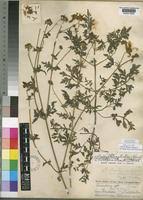 Image result for Bidens steppia