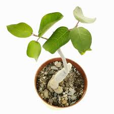 Image result for Ficus burkei