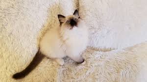 India is a beautiful seal tortie mitted female ragdoll kitten that was born on 11/12/2020. Ragdoll Cats For Sale El Paso Tx 294221 Petzlover