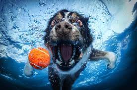 Border Collie Underwater Dogs Dogs Pitbull Dog