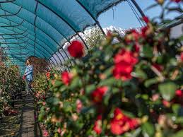 Botanischer Garten Von Gambarogno Ticino Ch