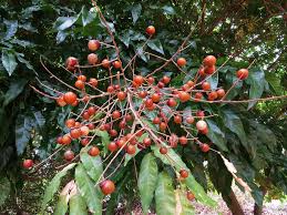 Image result for Sapindus saponaria