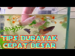 Begini caranya membuat daun ketapang agar mutasi ikan cupang menjadi cepat. Cara Supaya Burayak Ikan Cupang Cepat Besar Terbukti Berhasil Youtube