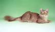 Javanese - Price, Personality, Lifespan - Cat Breeds List