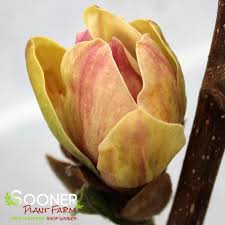 Image result for magnolie sunsation