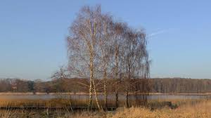Maybe you would like to learn more about one of these? Birke Betula Im Pflanzenlexikon Gartennatur Com
