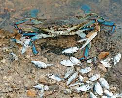 Blue crabs are harvested in florida and louisiana too, but those aren't considered as desirable as chesapeake blues, and of the total u.s. Blue Crab In Louisiana Photograph By Luana K Perez