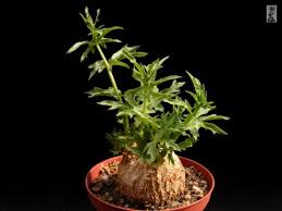 Image result for Coccinia sessilifolia