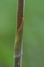 Image result for Cyathula lanceolata