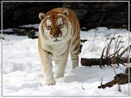 The tiger was seen in kaziranga and is the only golden tiger in currently known to be alive in india. India S Only Golden Tiger Spotted In Kaziranga National Park All You Need To Know