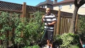 Too much water can drown a tomato plant, especially if the roots are planted in a location with heavy clay soil and/or poor drainage (see the article soil for tomatoes then you won't have to guess whether it rained enough to completely water your garden. How Often To Water Tomato Plants Gardening Advice Youtube