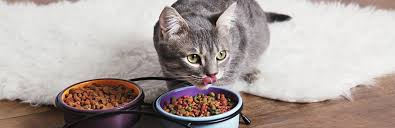 Feeding your kitten the right amount of food is one of the feeding kittens at 8 weeks to 10 months old. How Much Should You Feed A Kitten My Pet Needs That