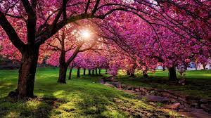 Here are the spring desktop backgrounds for page 6. Spring Scenery Wallpaper Hd Wallpaper Bits Data Src Spring Scenery Wallpaper Desktop 1920x1080 Wallpaper Teahub Io