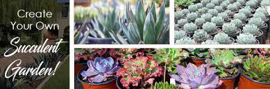 Can flowering succulents produce amazing blooms? How To Create A Succulent Garden Growing Succulents Outdoors