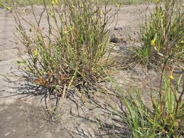 Image result for Eragrostis paniciformis