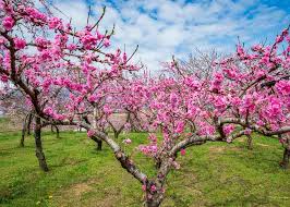 How to grow peach trees : Peach Blossoms Japan S Other Spring Flower Blossoms