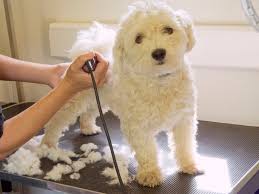 Your local chamber of commerce is a good place to start asking questions about where to go. Mobile Pet Grooming Business