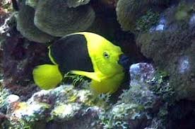 We did not find results for: Holacanthus Tricolor Discover Fishes