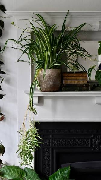 Spider plant in dark room