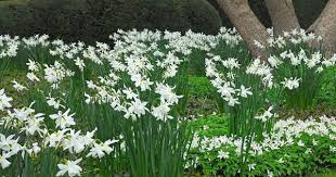 Triandrus Narcissus Triandrus Daffodil Triandrus Daffodils Angel S Tears Spring Bulbs Spring Flowers Daffodil Thalia Bulb Flowers Daffodil Bulbs Plants