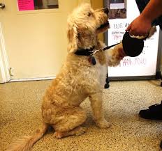 See more of goldendoodle puppies for adoption on facebook. Kalamazoo Mi Goldendoodle Meet Buddy C A Pet For Adoption