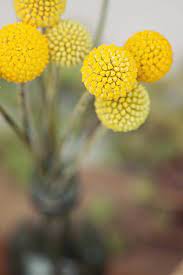 Pin By Janessa Moore On Wedding Beautiful Flowers Billy Buttons Flowers